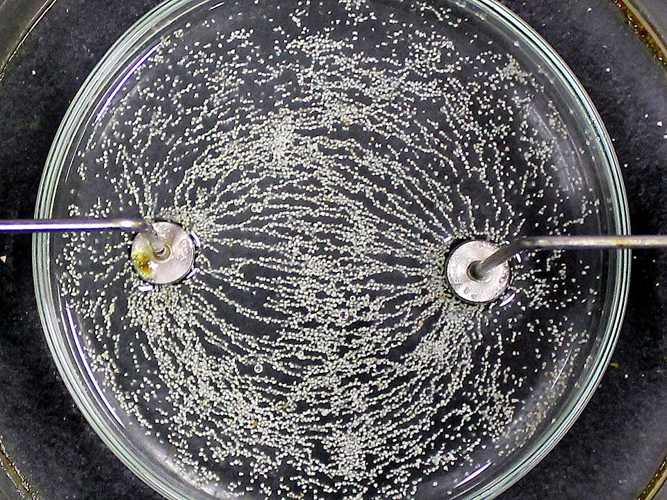 Líneas de campo eléctrico entre cargas + y − (sémola en aceite)